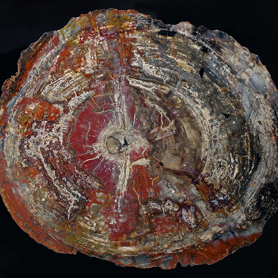 ebonyandco petrified wood pattern