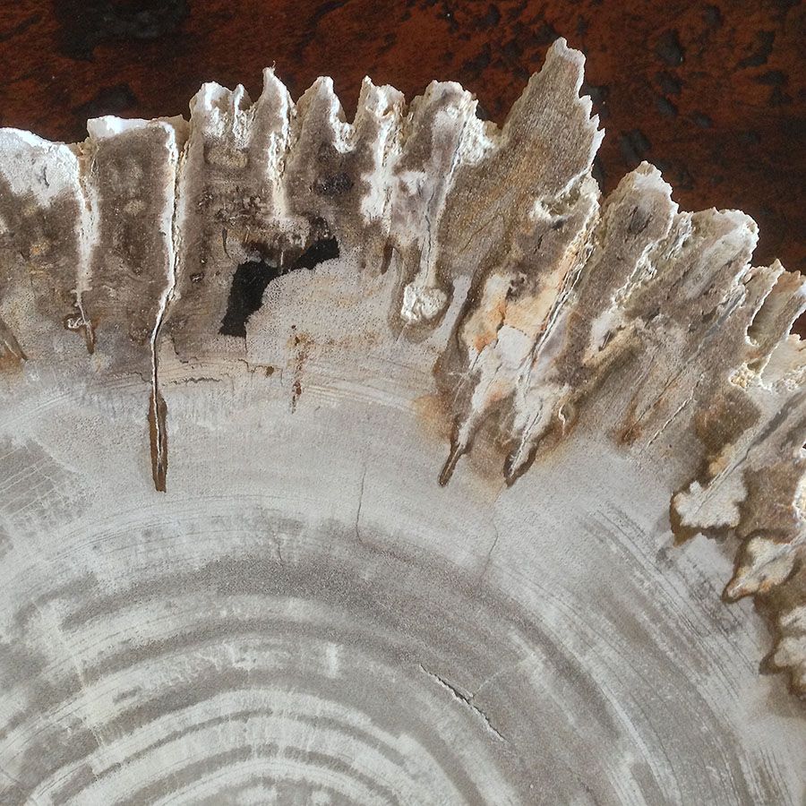 ebonyandco petrified wood close up